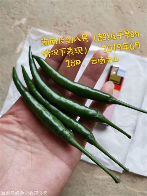 厘米尺子 種 辣椒